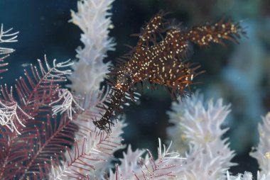 Hayalet boru balığı ve kamuflaj örneği.