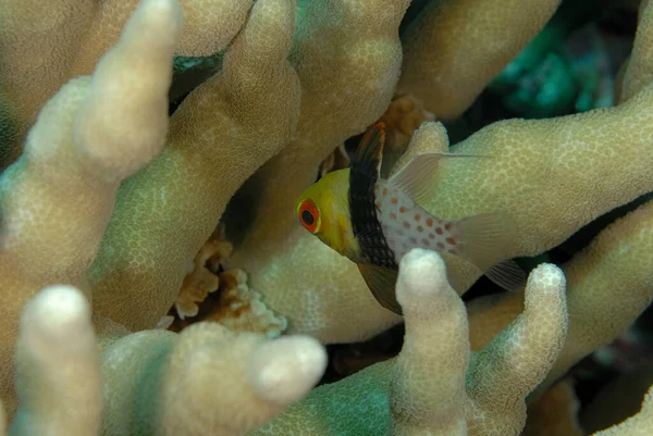 Una Foto Bellissimo Pesce Cardinale — Foto Stock