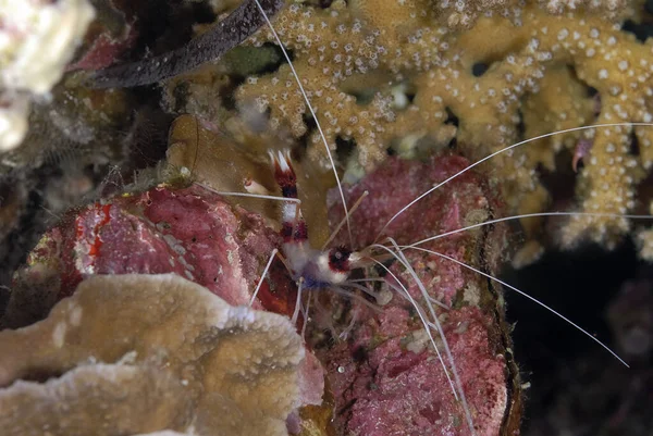 Ein Bild Einer Schönen Gebänderten Korallengarnele — Stockfoto