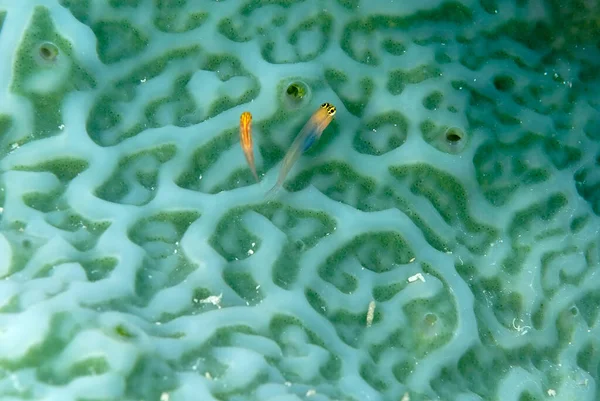 Una Bella Foto Piccolo Dente Pettine Blenny — Foto Stock