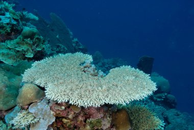 Sağlıklı bir mercan resifinin güzel bir resmi.