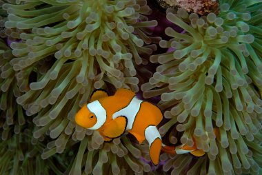 Güzel bir şakayık resmi ve palyaço balığı.