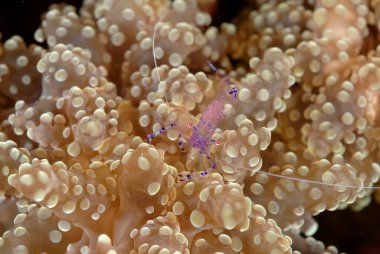 Güzel bir karides resmi.