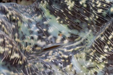 Küçük bir taraklı diş karışımının güzel bir resmi.