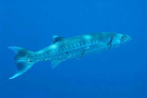 Una Foto Una Barracuda Nadando Azul — Foto de Stock