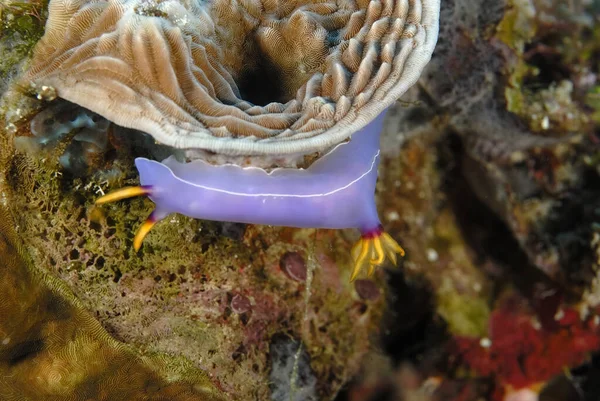 Una Foto Algunas Hermosas Coloridas Nudibranquias — Foto de Stock