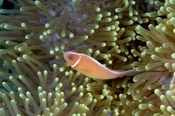Egy Kép Egy Gyönyörű Anemone Ról Bohóchal — Stock Fotó