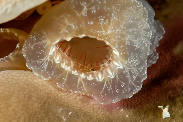 Mercan resifinde güzel bir ascidian resmi.