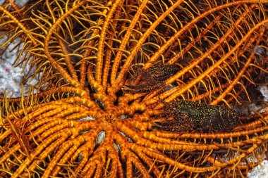 Stimpson 'un çıtırdayan karidesinin resmi.