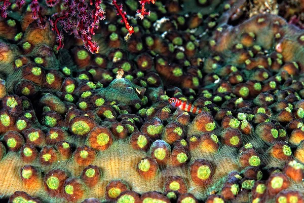 Uma Foto Palhaço Pigmeu Goby Coral — Fotografia de Stock