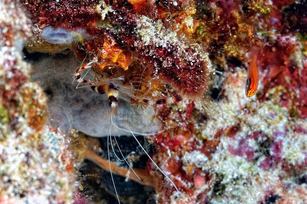 Uma Imagem Belo Camarão Coral Listrado — Fotografia de Stock