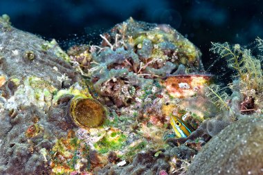 İninden çıkan küçük bir blenny 'nin güzel bir resmi.