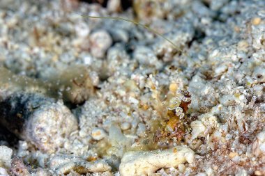 Güzel bir Ambon karidesinin resmi.