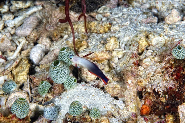 Una Foto Bel Fuoco Viola Goby — Foto Stock