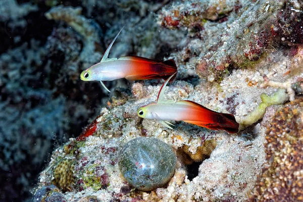 Una Foto Bel Rosso Fuoco Goby — Foto Stock