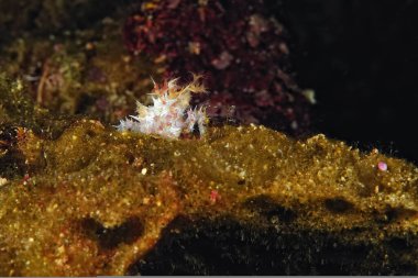 Beyaz ve turuncu bir örümcek yengeci resmi.