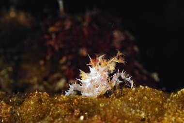 Beyaz ve turuncu bir örümcek yengeci resmi.