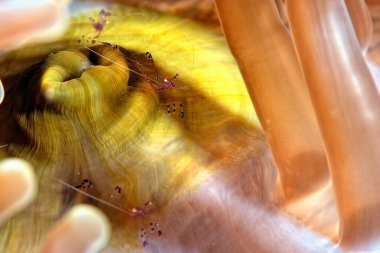 Güzel bir karides resmi.