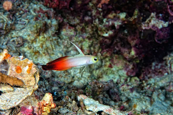 Uma Imagem Belo Fogo Vermelho Goby — Fotografia de Stock