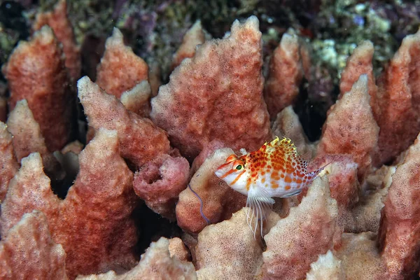 Una Foto Pez Halcón Coral — Foto de Stock