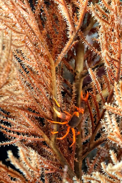 珊瑚上一只美丽的黑色珊瑚蟹的图片 — 图库照片