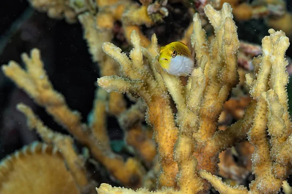 Una Foto Pesce Falco Sul Corallo — Foto Stock