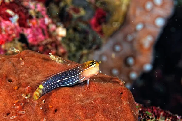 Krásný Obrázek Malinké Bílé Lemované Hřeben Blenny — Stock fotografie