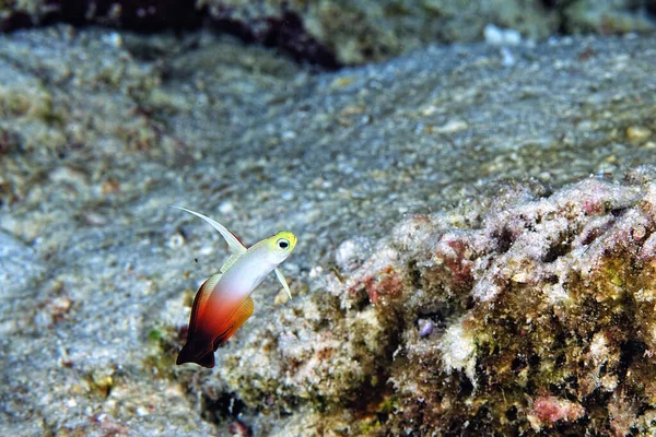 Picture Beautiful Red Fire Goby — Stock Photo, Image