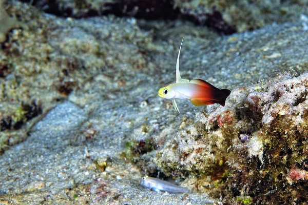 Picture Beautiful Red Fire Goby — Stock Photo, Image