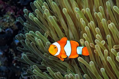 Güzel bir şakayık resmi ve palyaço balığı.