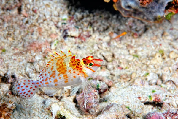 Una Foto Pesce Falco Sul Corallo — Foto Stock