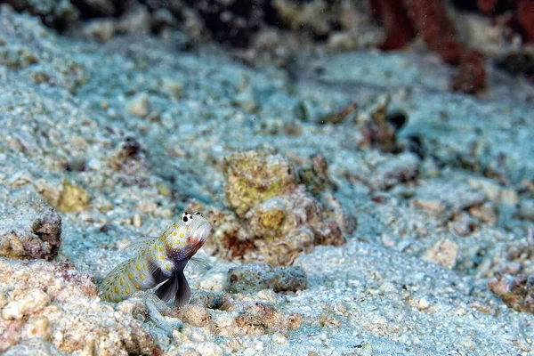 Una Foto Goby Arancio Macchiato Gamberetti Nella Sabbia — Foto Stock