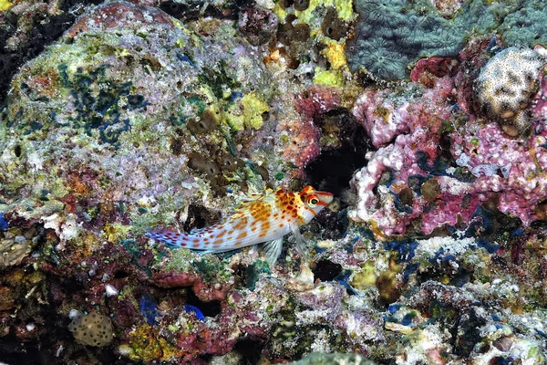 サンゴの上のタカの写真 — ストック写真