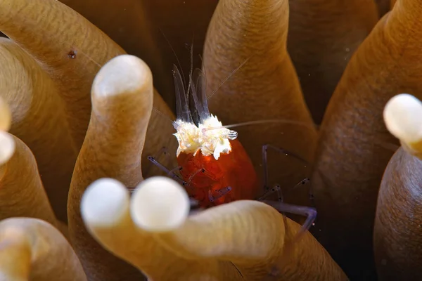 一张蘑菇珊瑚幽灵虾的照片 — 图库照片