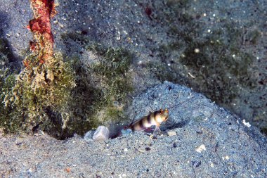 Geniş bantlı bir karides goby 'nin kumdaki resmi.
