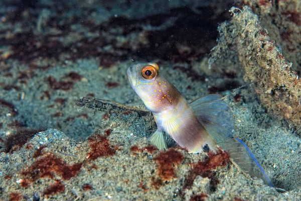 Geniş Bantlı Bir Karides Goby Nin Kumdaki Resmi — Stok fotoğraf