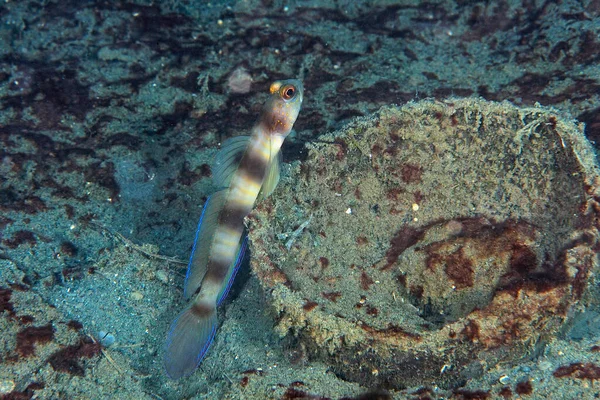 Obraz Szerokiego Banded Goby Krewetek Piasku — Zdjęcie stockowe