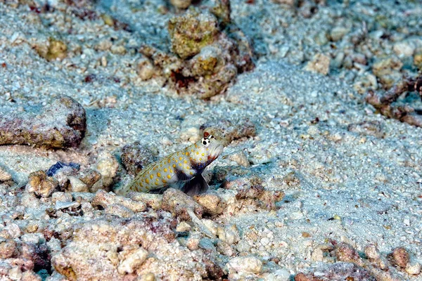 Picture Orange Spotted Shrimp Goby Sand — Stock Photo, Image