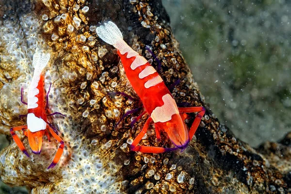 Picture Beautiful Emperor Shrimp — Stock Photo, Image