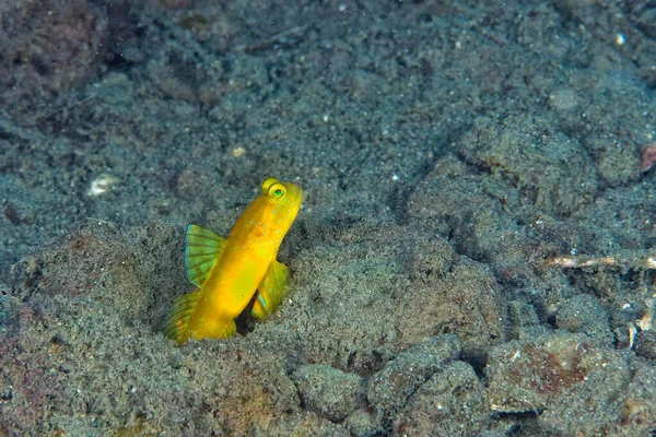 Een Schilderstuk Van Een Gele Garnaal Goby Het Zand — Stockfoto