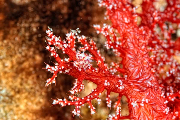 Una Imagen Una Hermosa Cipraea Sobre Coral Suave — Foto de Stock