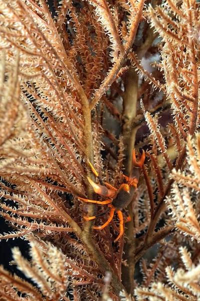Uma Imagem Belo Caranguejo Coral Preto Coral — Fotografia de Stock