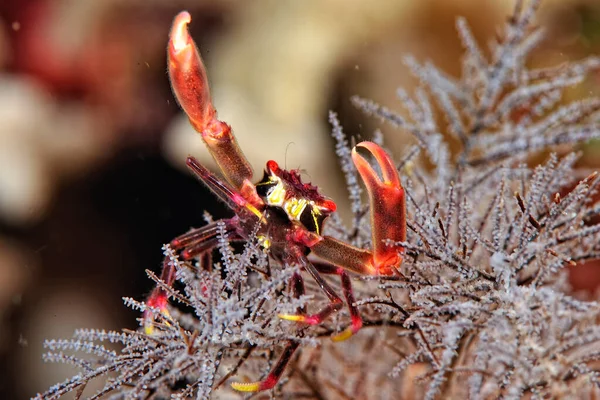 Picture Beautiful Black Coral Crab Coral — Stock Photo, Image