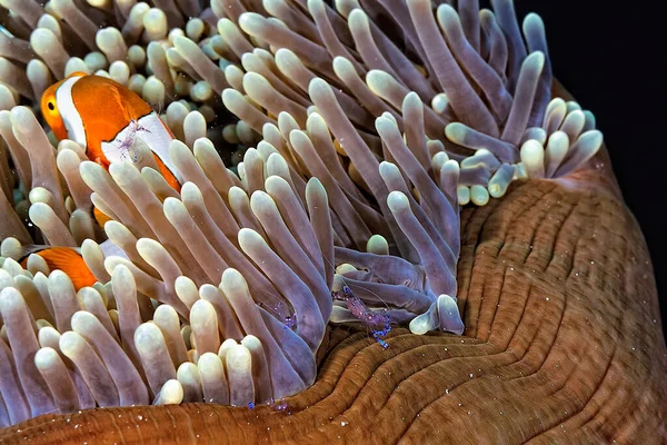 Una Foto Bellissimo Gamberetto Cleaner — Foto Stock