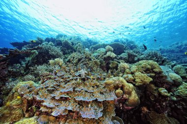 Sağlıklı bir mercan resifinin güzel bir resmi.