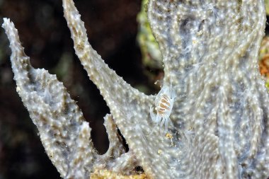 İnini koruyan güzel bir porselen yengeç resmi.