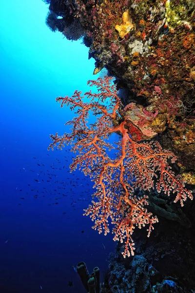 Una Hermosa Imagen Arrecife Coral Saludable — Foto de Stock