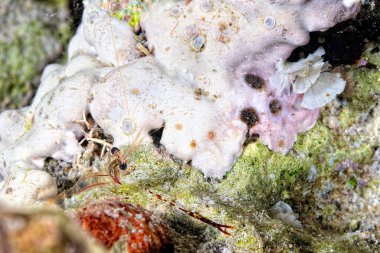 Güzel bir pençe cuapetes karides resmi.