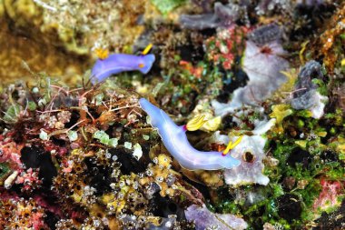 Renkli ve güzel dalların bir resmi.