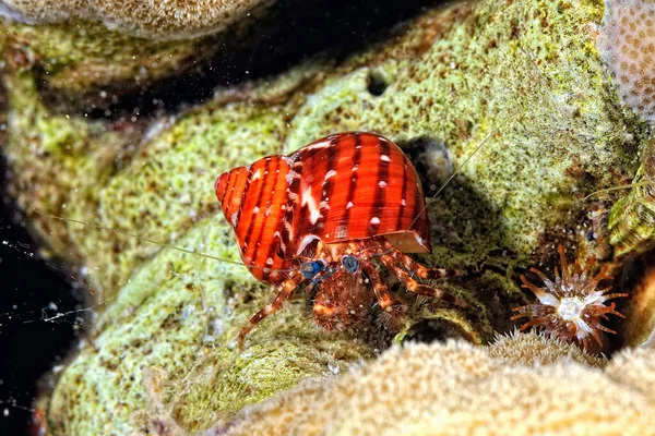 Uma Imagem Belo Caranguejo Eremita Com Sua Concha — Fotografia de Stock